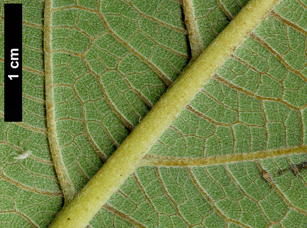 High resolution image: Family: Hydrangeaceae - Genus: Hydrangea - Taxon: aspera - SpeciesSub: subsp. strigosa